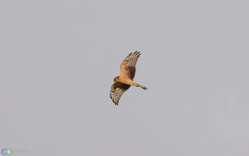 草原鷂 Pallid Harrier