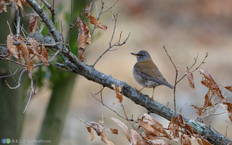 白腹鶇 Pale Thrush
