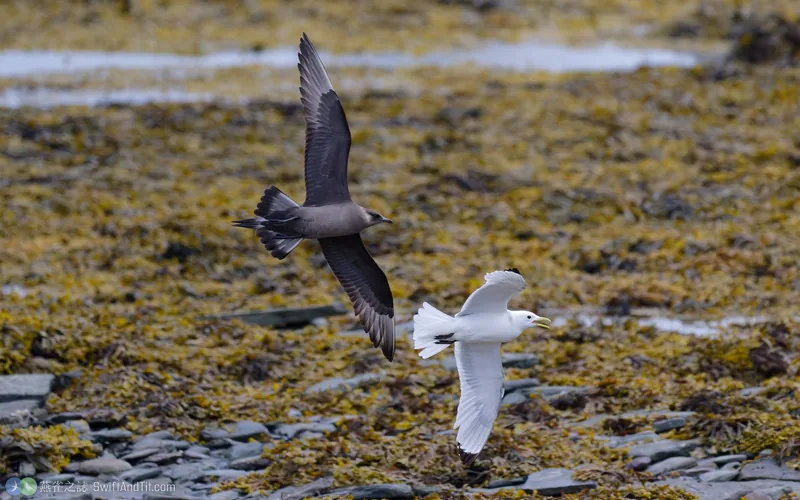 短尾賊鷗 Parasitic Jaeger 飛行