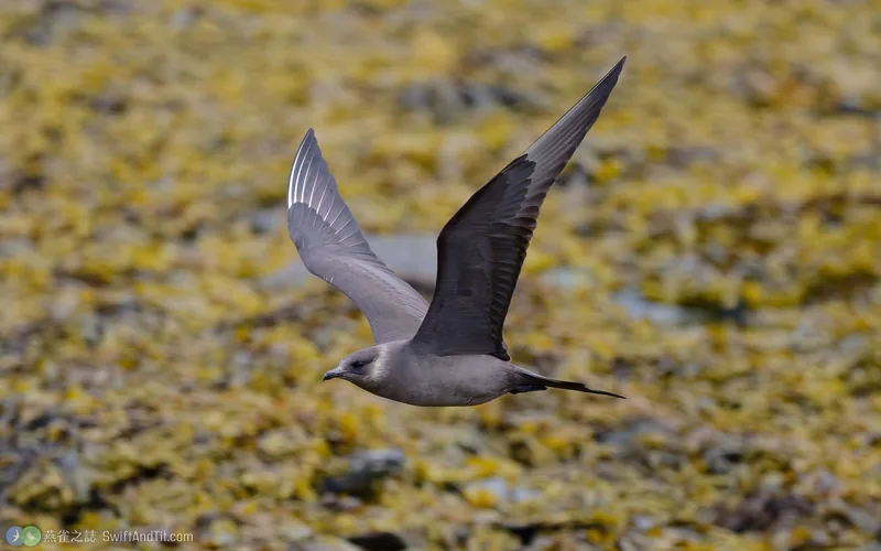 短尾賊鷗 Parasitic Jaeger 飛行