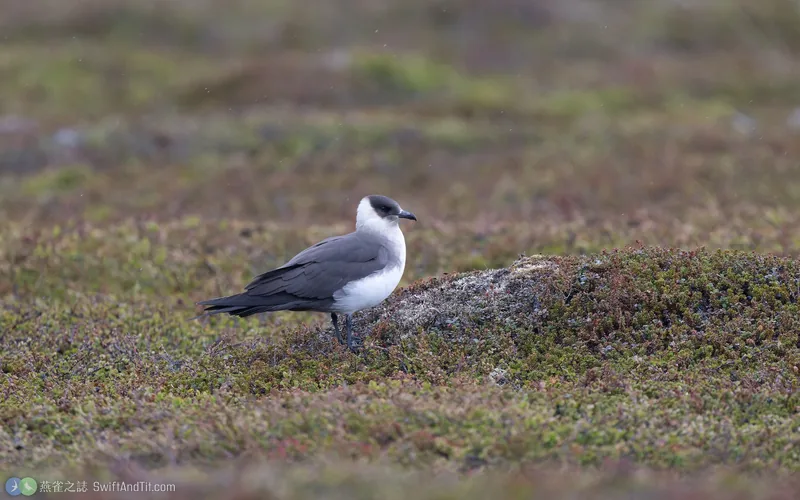 短尾賊鷗 Parasitic Jaeger