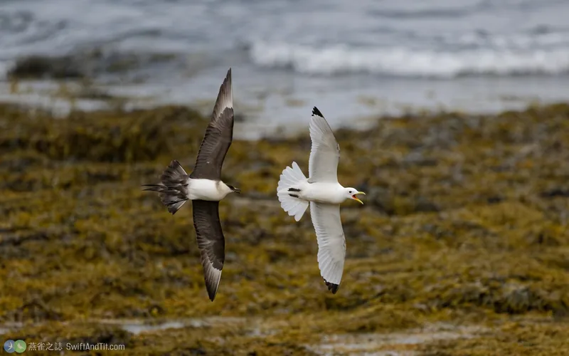 短尾賊鷗 Parasitic Jaeger 飛行