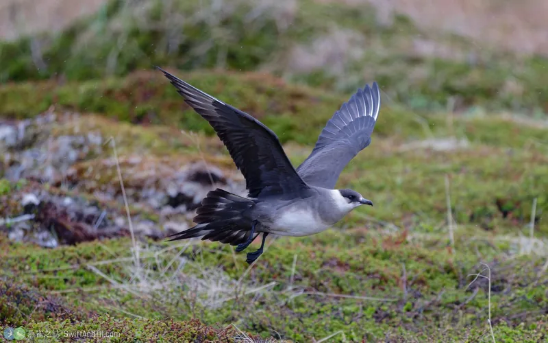 短尾賊鷗 Parasitic Jaeger 飛行
