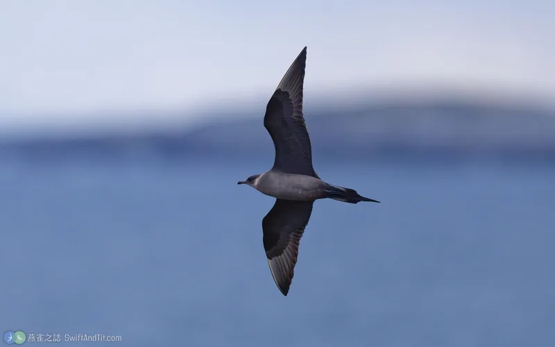 短尾賊鷗 Parasitic Jaeger 飛行