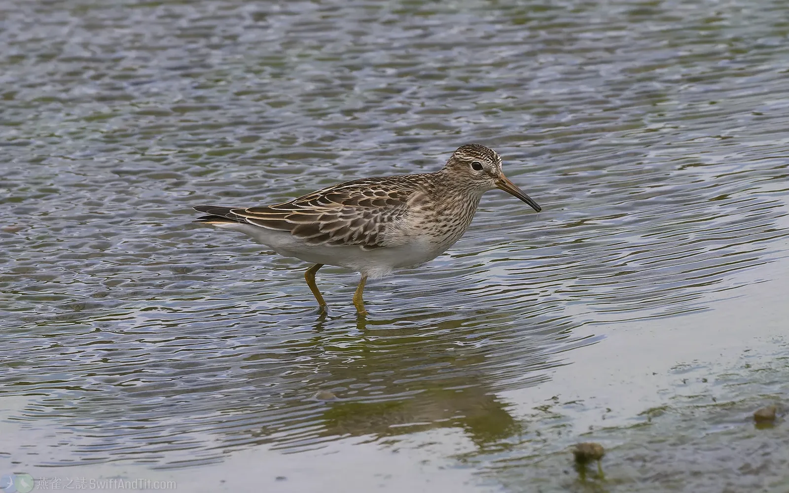 美洲尖尾濱鷸 Pectoral Sandpiper