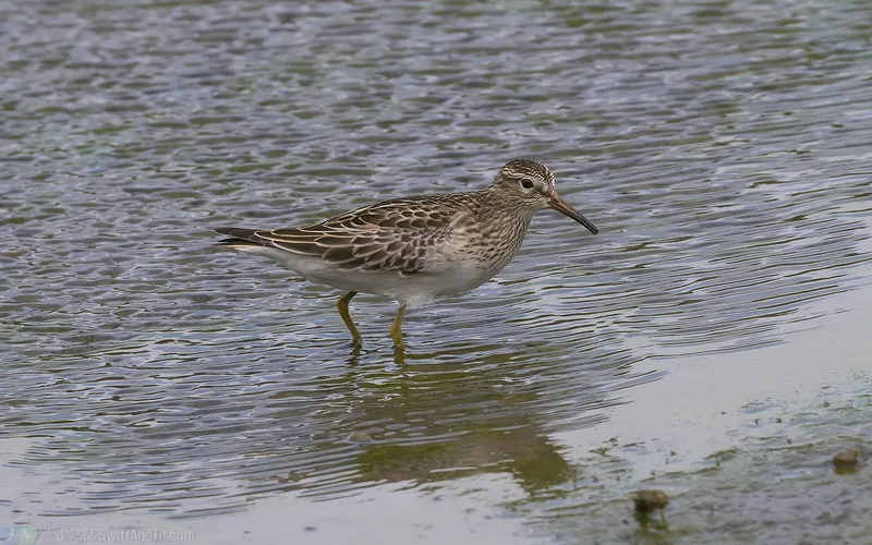 美洲尖尾濱鷸 Pectoral Sandpiper