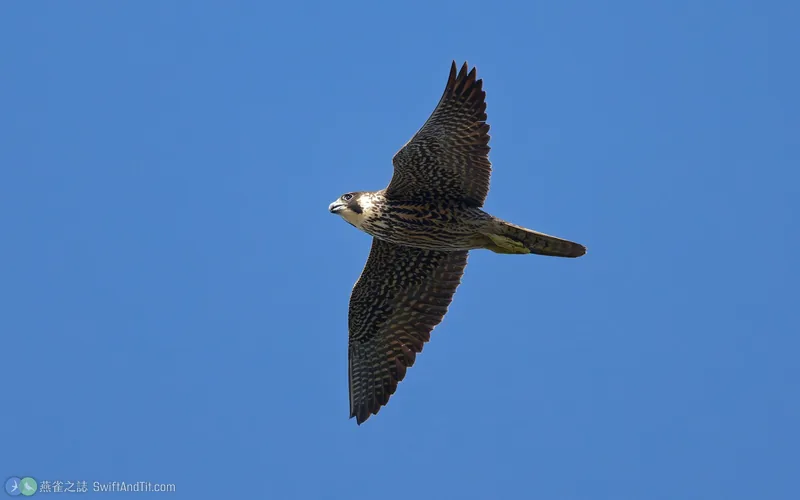 遊隼 Peregrine Falcon 飛行 幼鳥