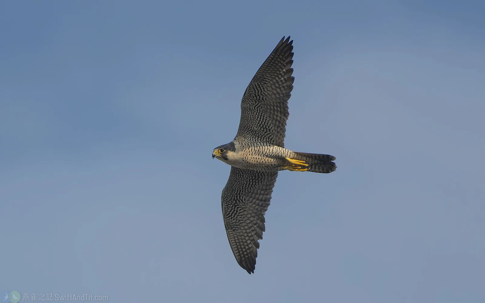 遊隼 Peregrine Falcon