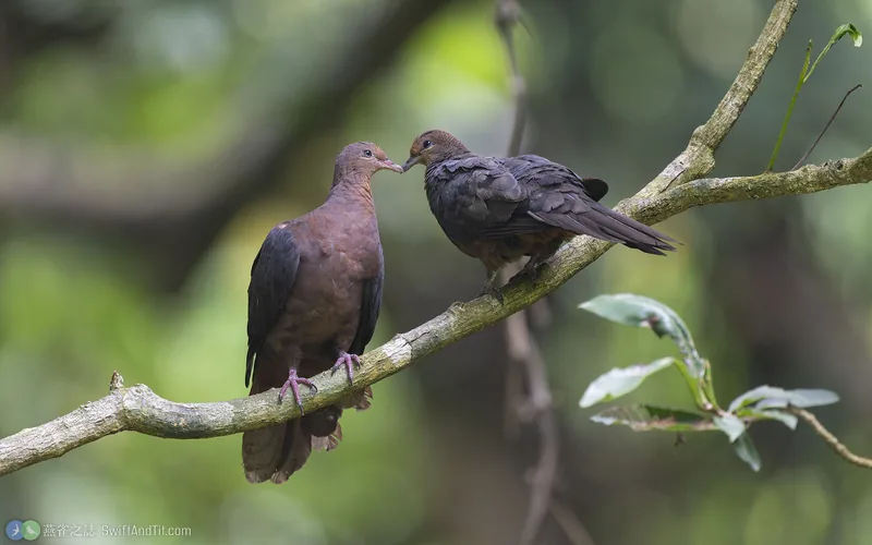 長尾鳩 Philippine Cuckoo-Dove