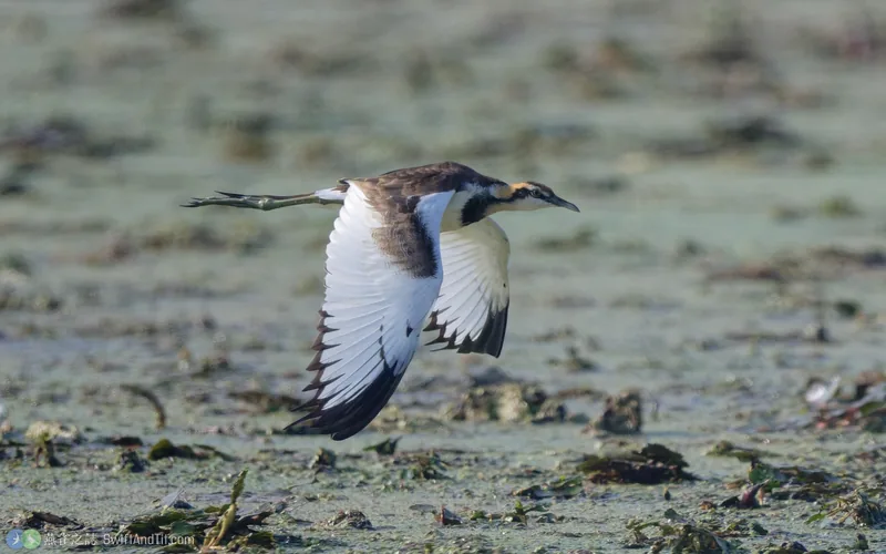 水雉 Pheasant-tailed Jacana 非繁殖羽 飛行