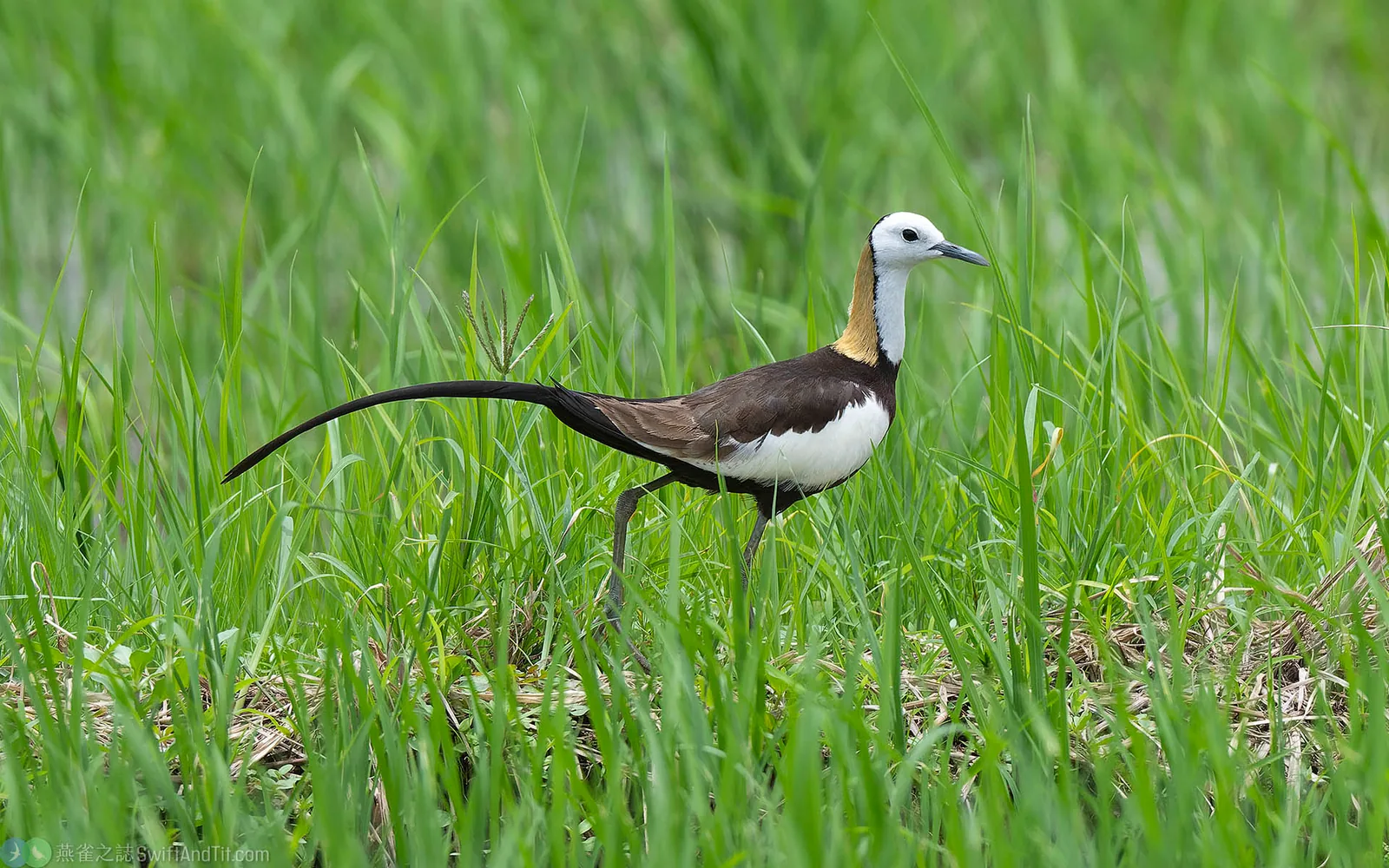 水雉 Pheasant-tailed Jacana