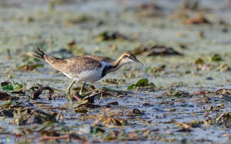 水雉 Pheasant-tailed Jacana 非繁殖羽