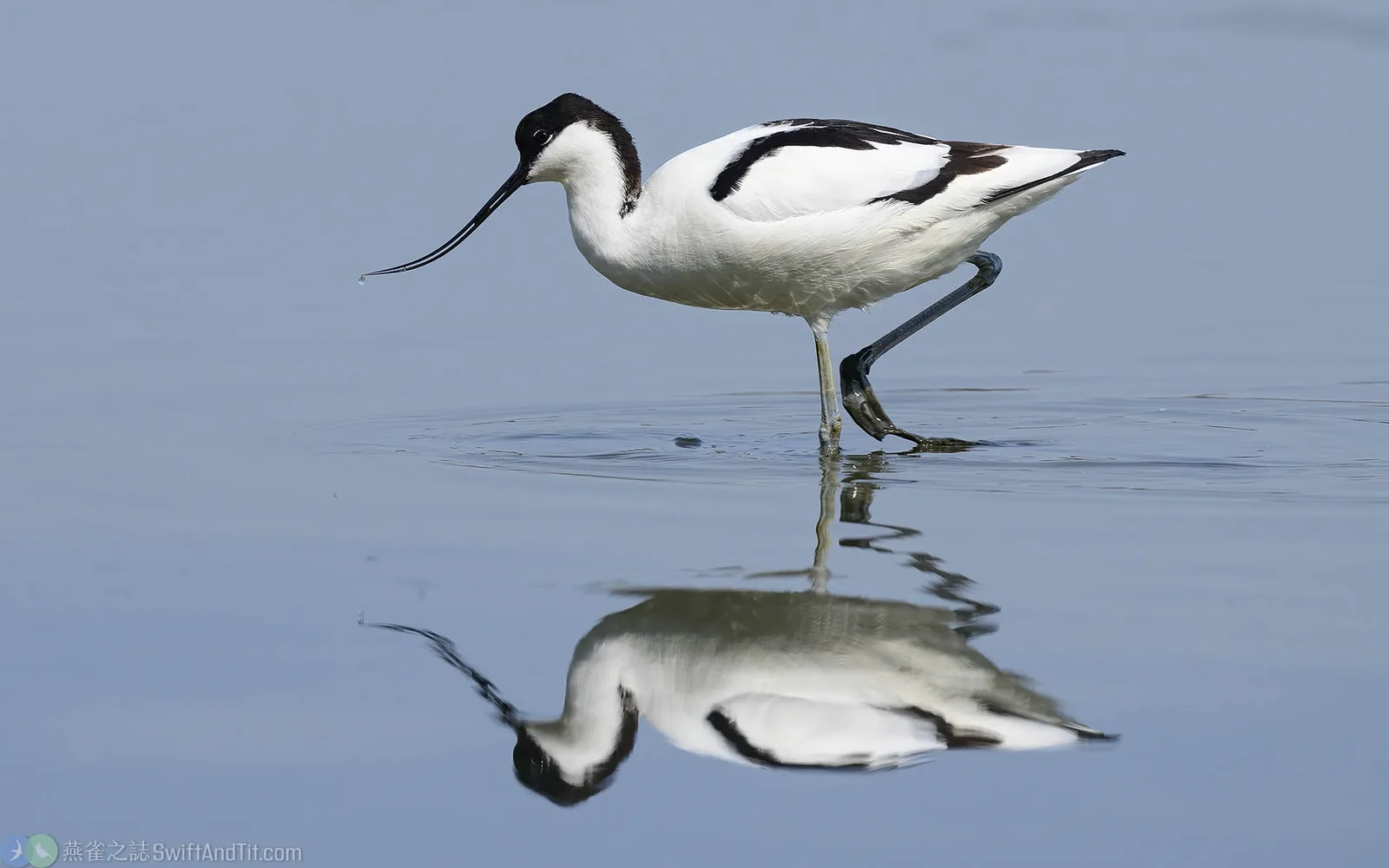 反嘴鴴 Pied Avocet
