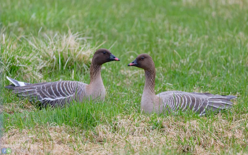 粉腳雁 Pink-footed Goose
