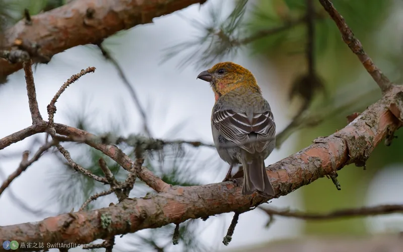 松雀 Pine Grosbeak