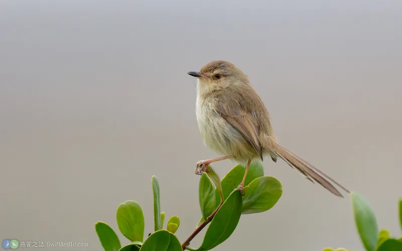 褐頭鷦鶯 Plain Prinia