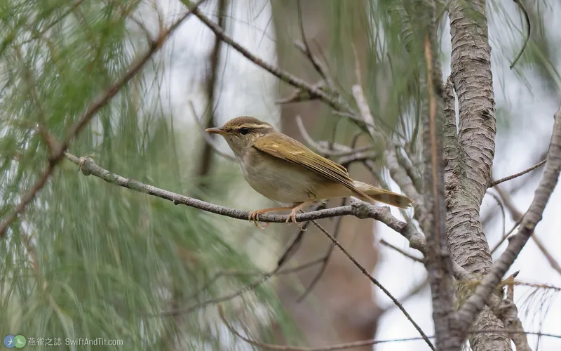 淡腳柳鶯 Pale-legged Leaf Warbler