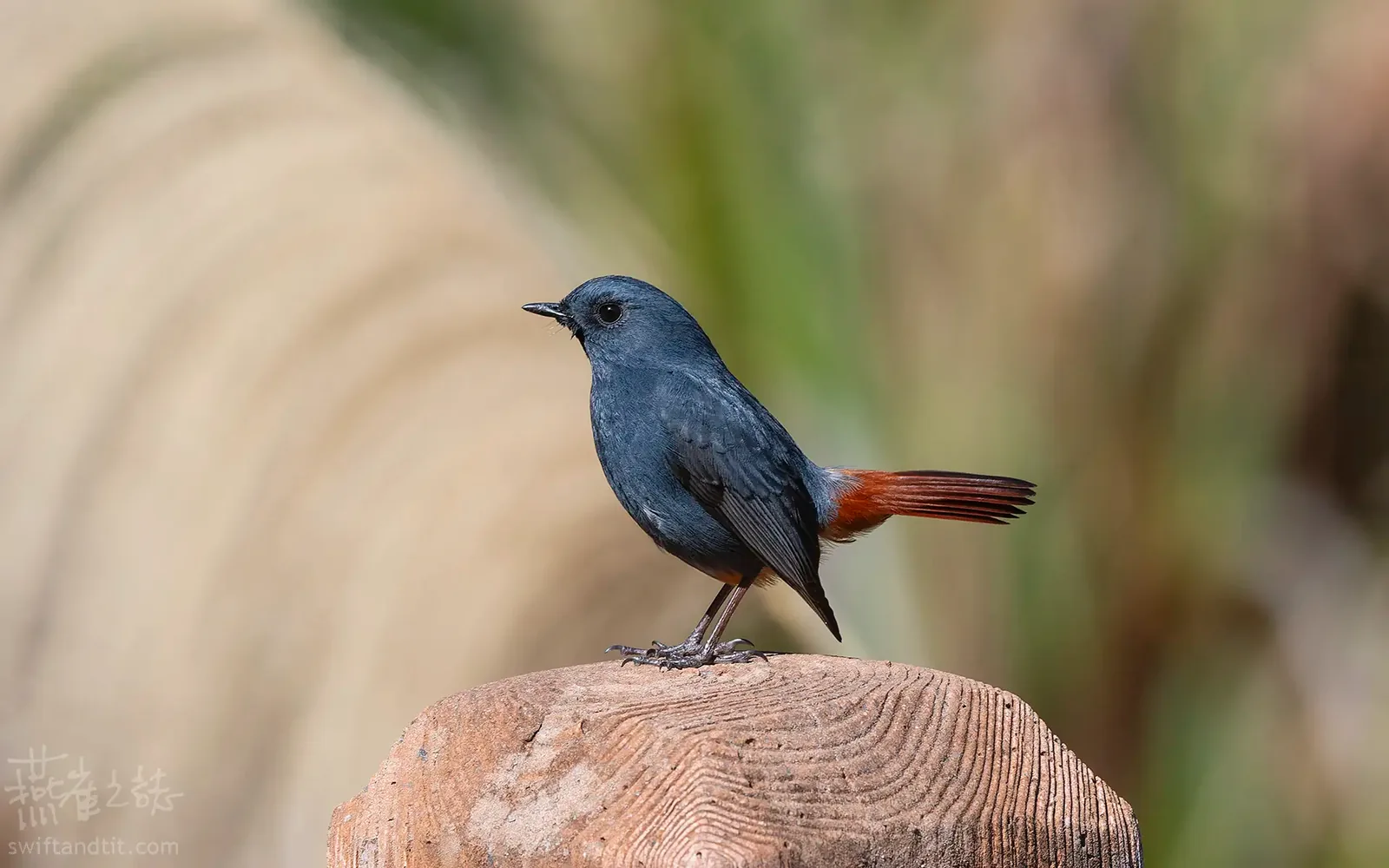 鉛色水鶇 Plumbeous Redstart
