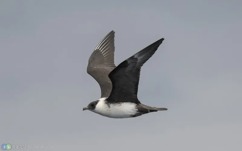 中賊鷗 Pomarine Jaeger