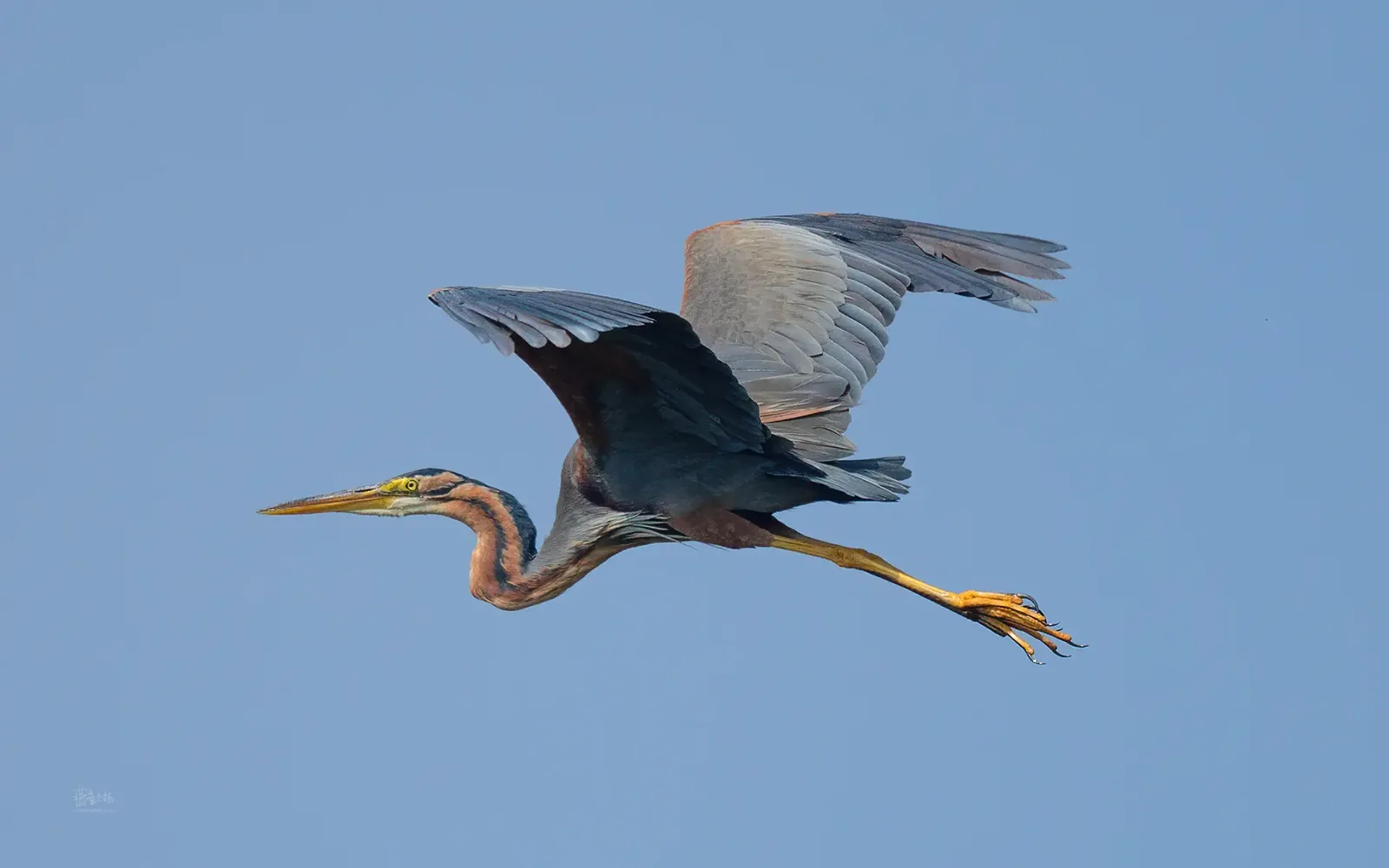 紫鷺 Purple Heron