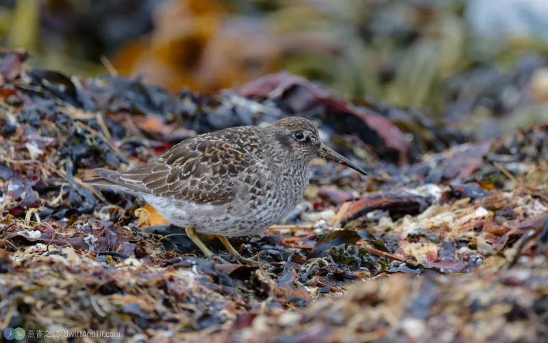 紫濱鷸 Purple Sandpiper