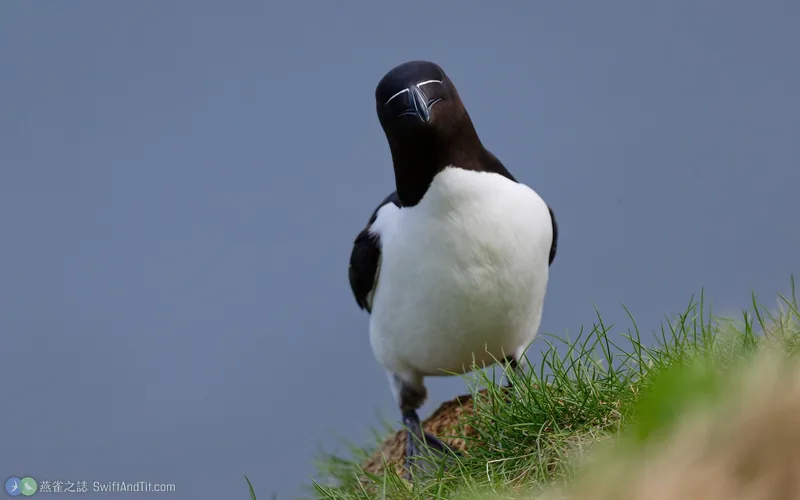 刀嘴海雀 Razorbill