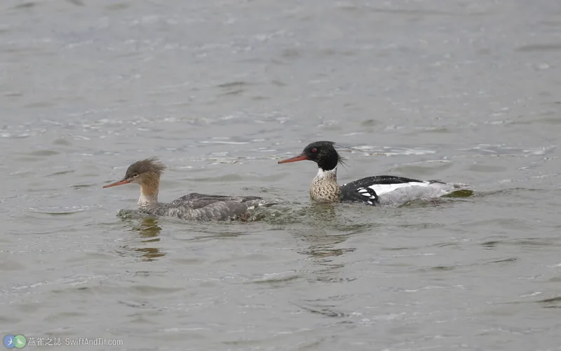 紅胸秋沙 Red-breasted Merganser
