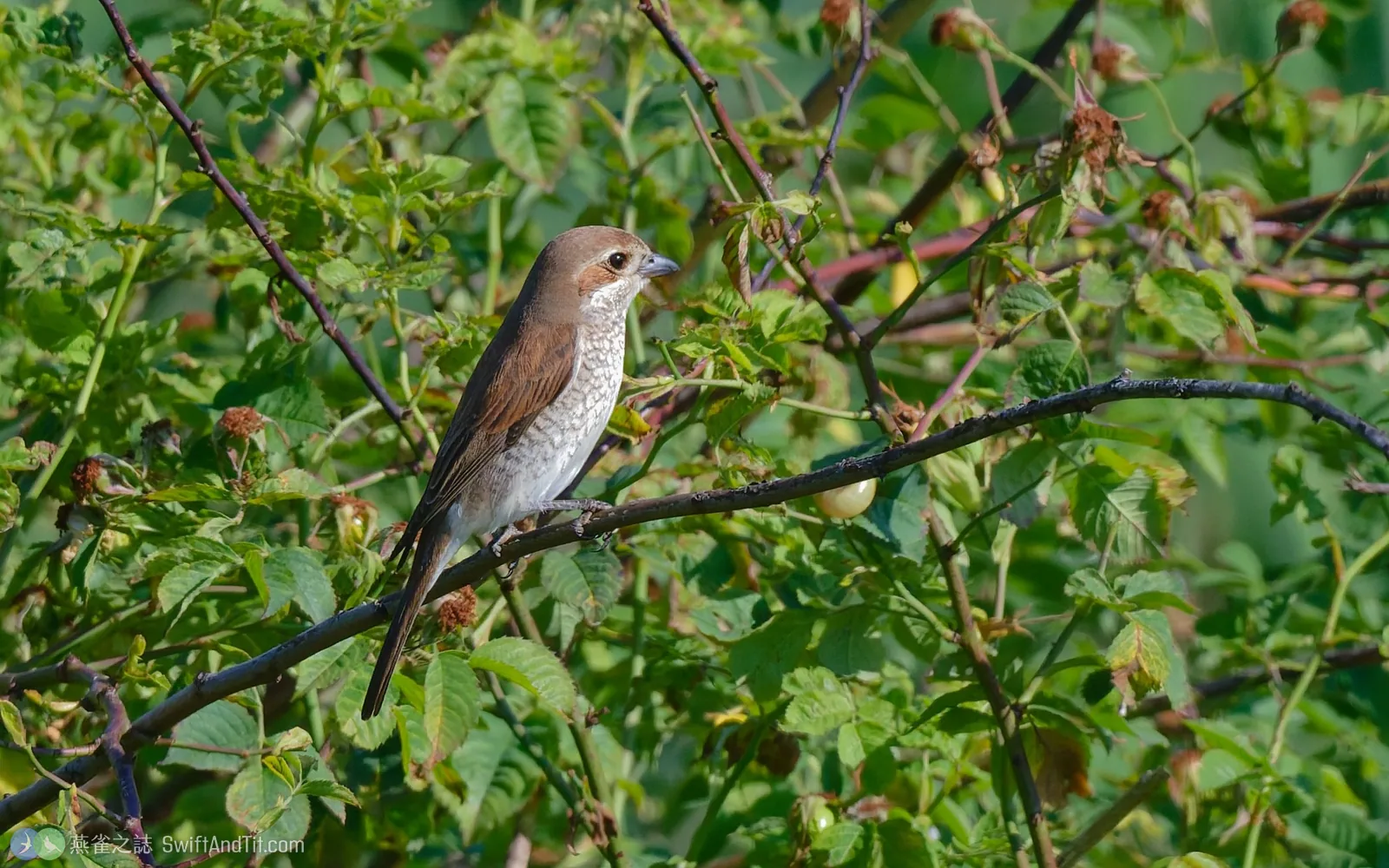 紅背伯勞 Red-backed Shrike