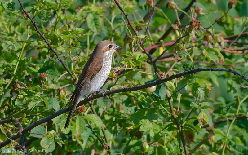 紅背伯勞 Red-backed Shrike