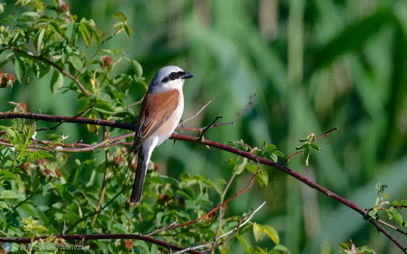 紅背伯勞 Red-backed Shrike