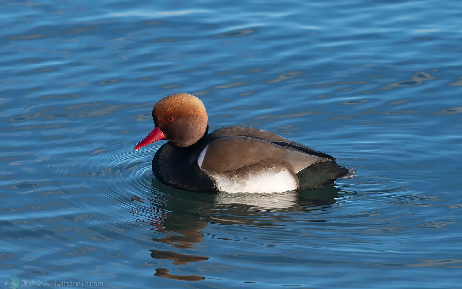 赤嘴潛鴨 Red-crested Pochard