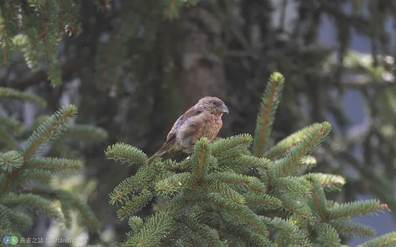 紅交嘴雀 Red Crossbill