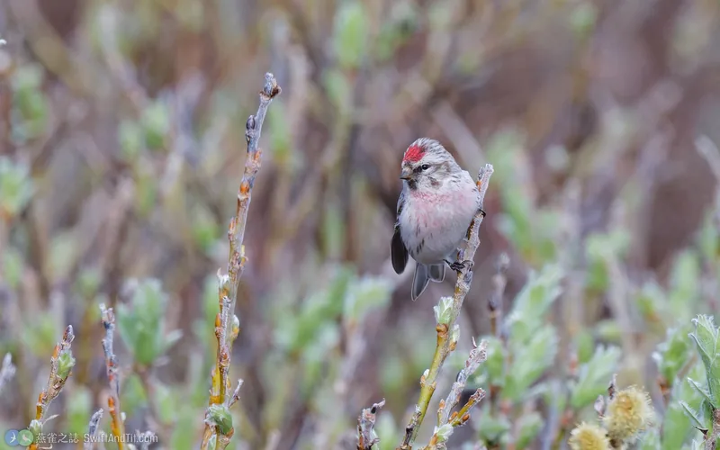 普通朱頂雀 Redpoll