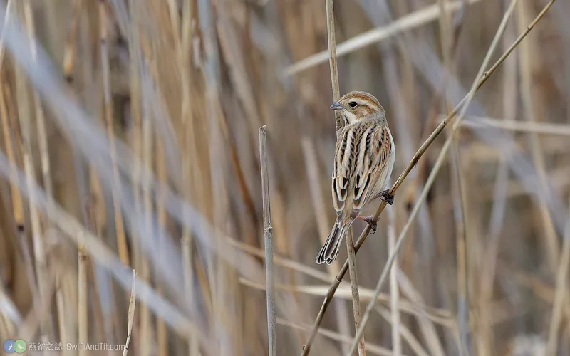 蘆鵐 Reed Bunting