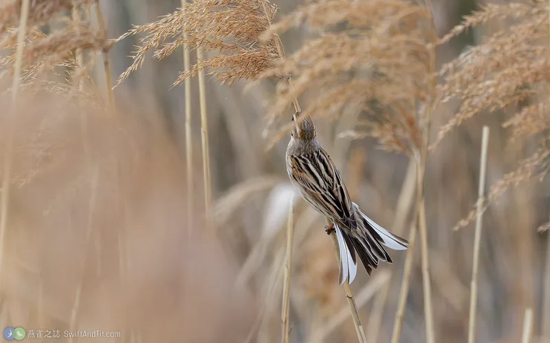 蘆鵐 Reed Bunting