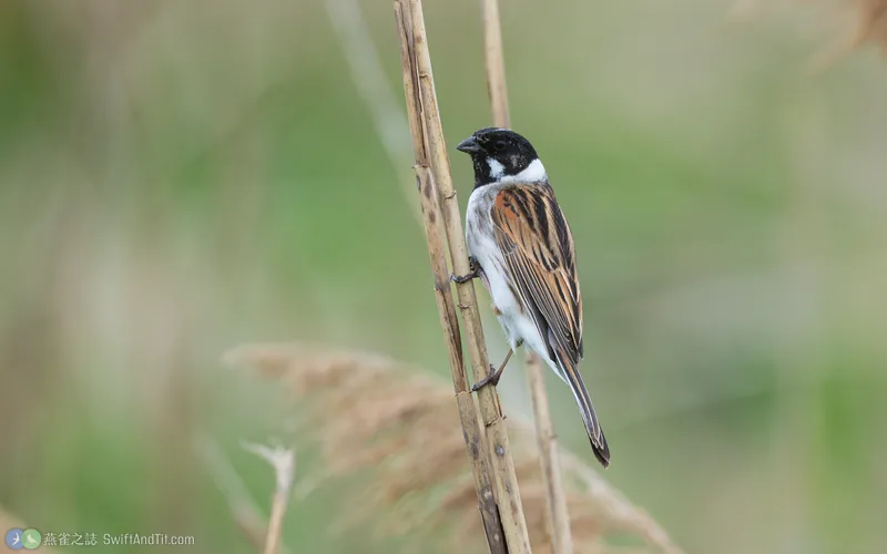蘆鵐 Reed Bunting