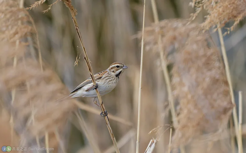 蘆鵐 Reed Bunting 非繁殖羽
