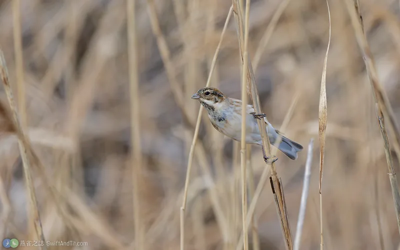 蘆鵐 Reed Bunting 非繁殖羽