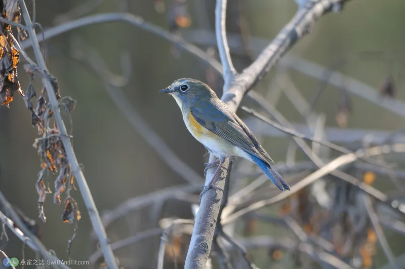 藍尾鴝 Red-flanked Bluetail