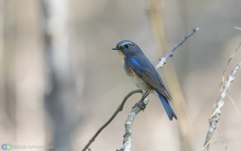 藍尾鴝 Red-flanked Bluetail