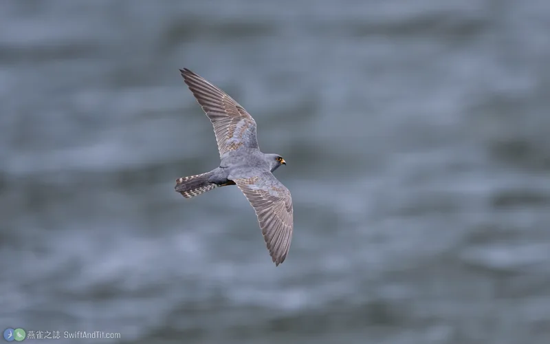 Red-footed Falcon Red-footed Falcon 飛行