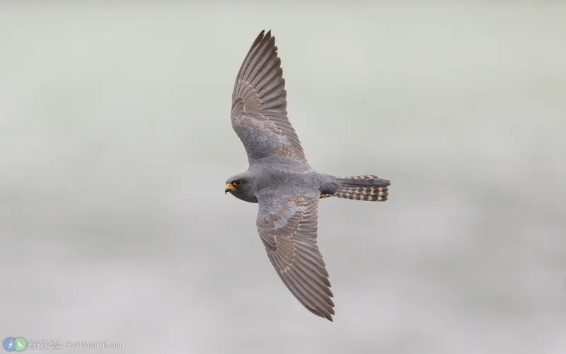 Red-footed Falcon Red-footed Falcon 飛行