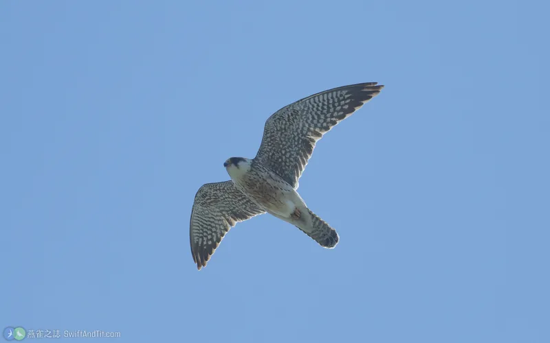 Red-footed Falcon Red-footed Falcon 幼鳥 飛行