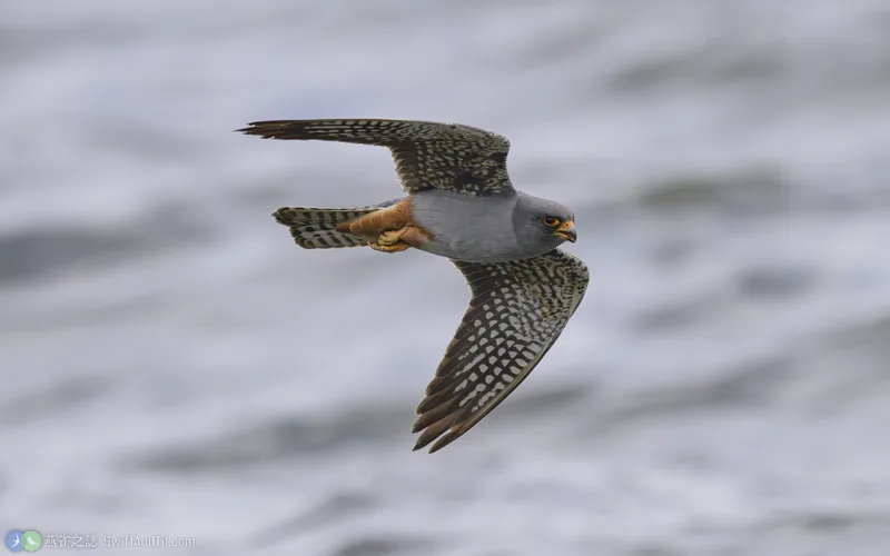 Red-footed Falcon Red-footed Falcon