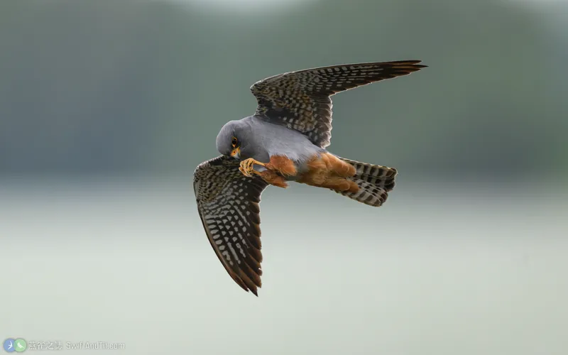 Red-footed Falcon Red-footed Falcon 雄鳥 飛行