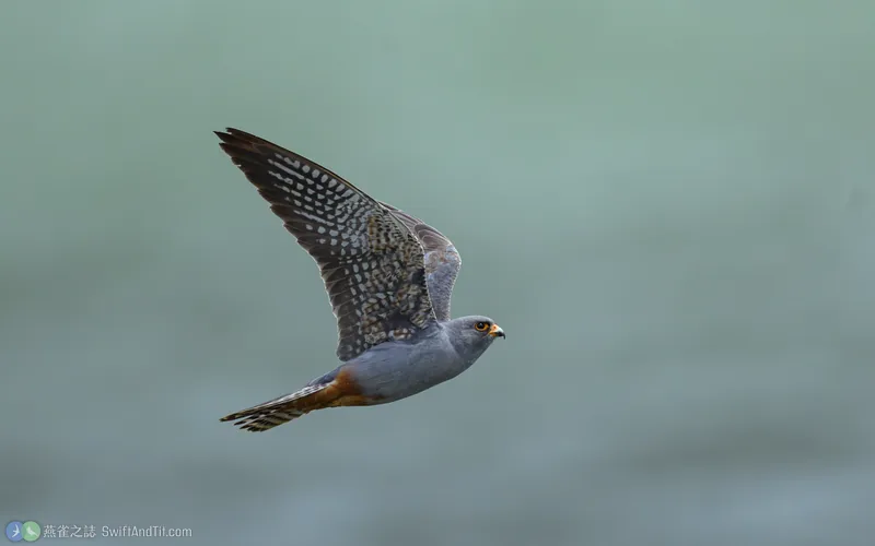 Red-footed Falcon Red-footed Falcon 雄鳥 飛行