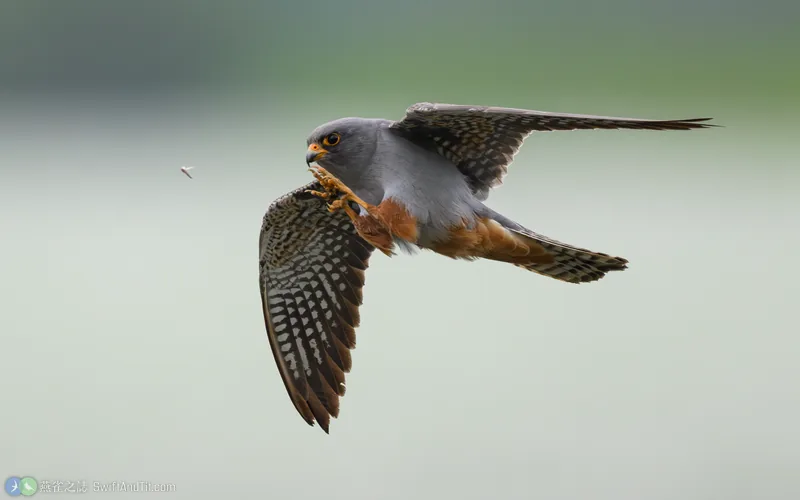 Red-footed Falcon Red-footed Falcon 雄鳥 飛行