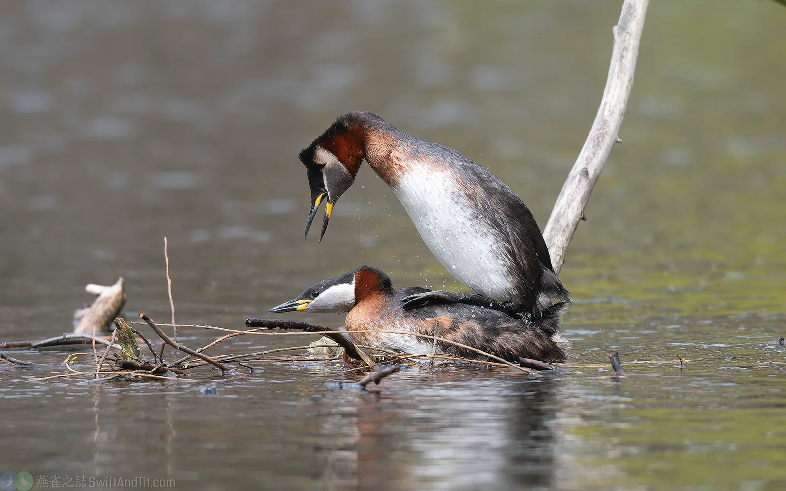 赤頸鸊鷉 Red-necked Grebe