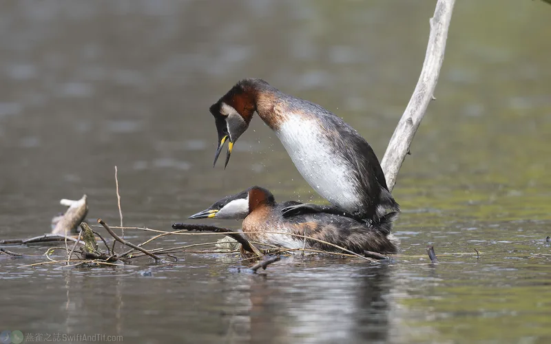 赤頸鸊鷉 Red-necked Grebe