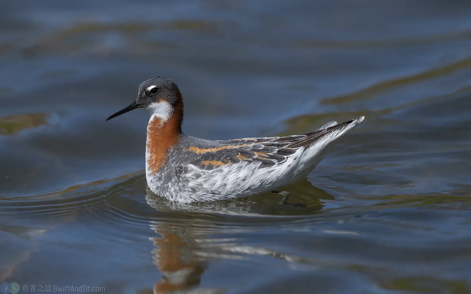 紅領瓣足鷸 Red-necked Phalarope